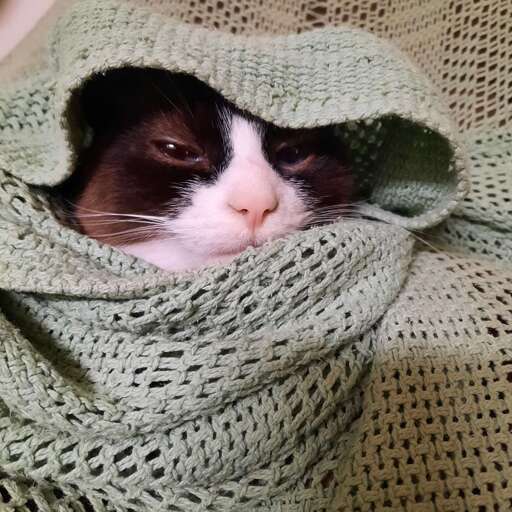 A grey and white cat wrapped in a green blanket. Only the cat's face is visible.
