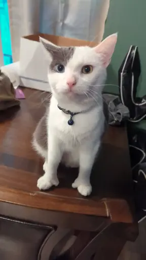 Are we doing thumbs now? Seal has polydactyly on every foot. 