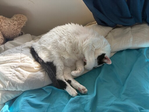 moo cat covering her face with her paw as she snoozes